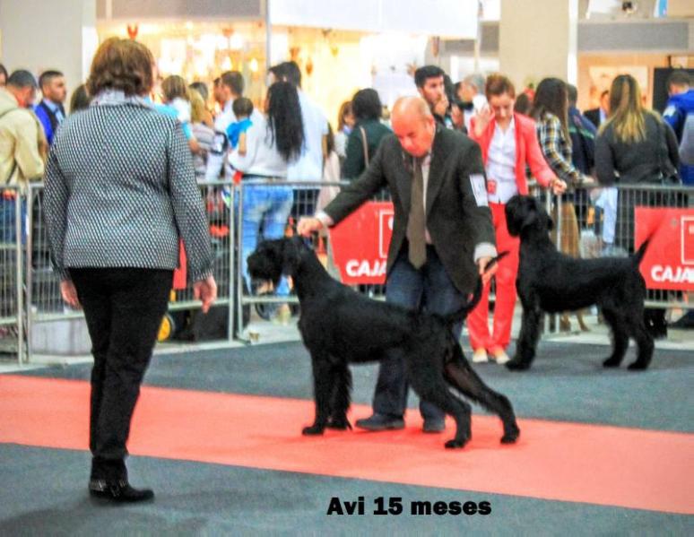 QUEEN de Pichera | Giant Schnauzer 