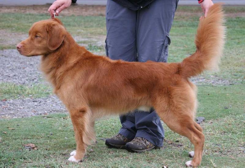 Aqueus Flying Dutchman | Nova Scotia Duck Tolling Retriever 