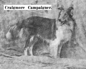 Craigmore Campaigner | Rough Collie 