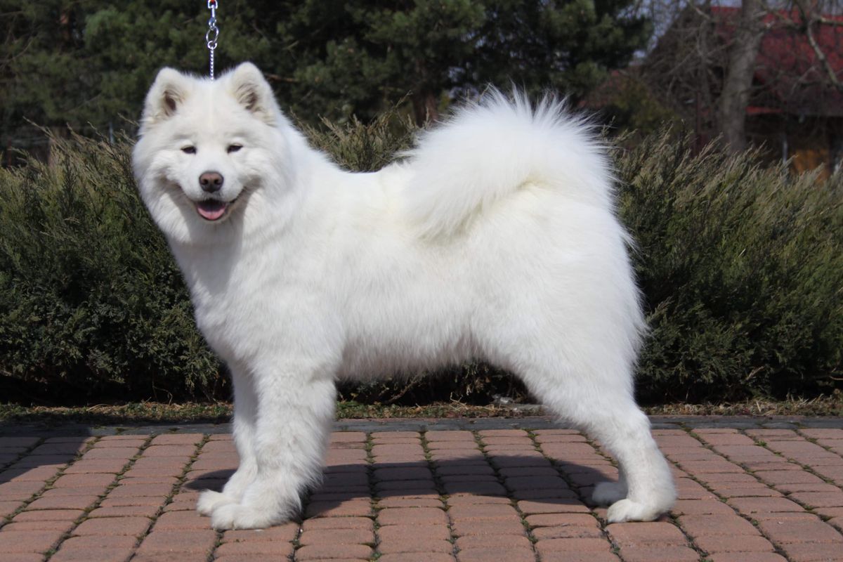 ABRUCJA White Scout | Samoyed 