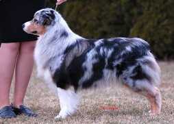Thornapple Bombay Sapphire | Australian Shepherd 