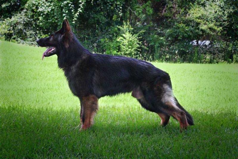 Fynn Vom Vogelbergblick | German Shepherd Dog 