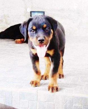 Maximus Von Europa Multi | Rottweiler 