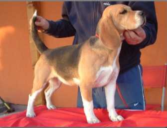 Brilliant Buddy Bella | Beagle 