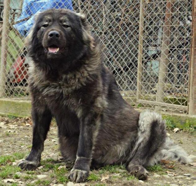 Gvr Kira (ROU) | Caucasian Mountain Dog 