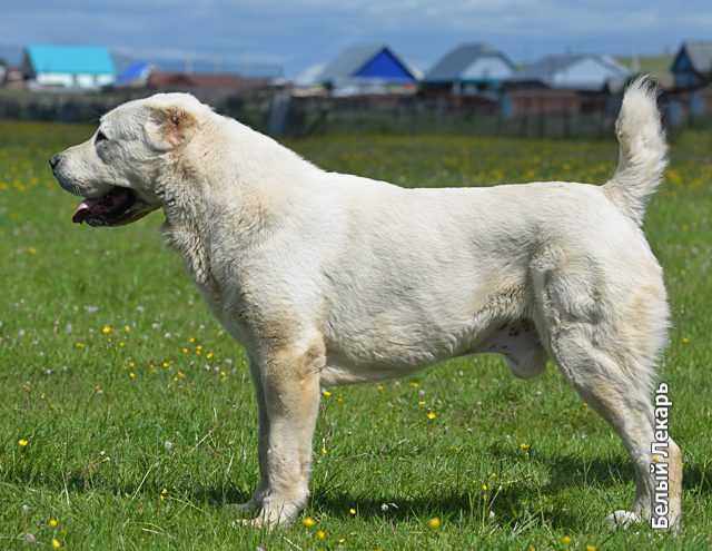 Zauralskiy Medved Lir | Central Asian Shepherd Dog 