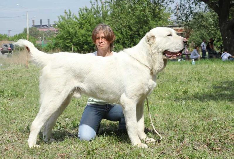 Iskander 2010 | Central Asian Shepherd Dog 