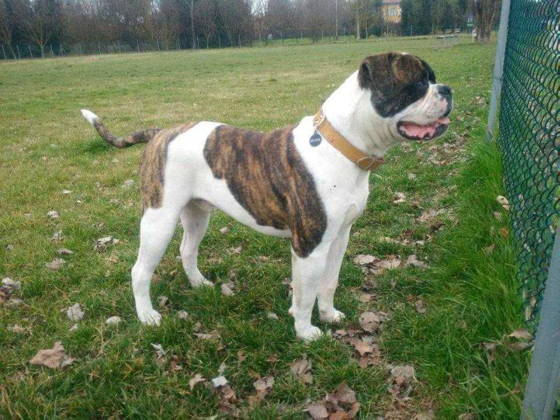 Picchiotti's Boom! | American Bulldog 