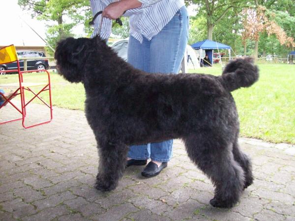 Noella Jeavy from Looally | Bouvier des Flandres 