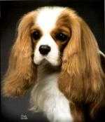 Rytonion Princetown | Cavalier King Charles Spaniel 