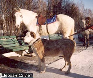 Sherhan Darei Bek | Central Asian Shepherd Dog 