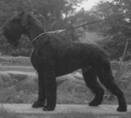 Gentlemann vom der Frankenfurt | Giant Schnauzer 