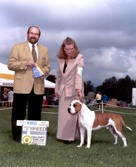 Potomac's Seeker of Gryfinder | American Staffordshire Terrier 