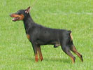 Multatuli AGENT 007 | Miniature Pinscher 