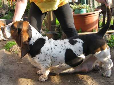 Golubaya Orhideya Iz Chernichnogo Raya | Basset Hound 