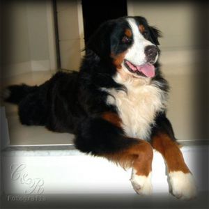 Zandor Von Koegler | Bernese Mountain Dog 