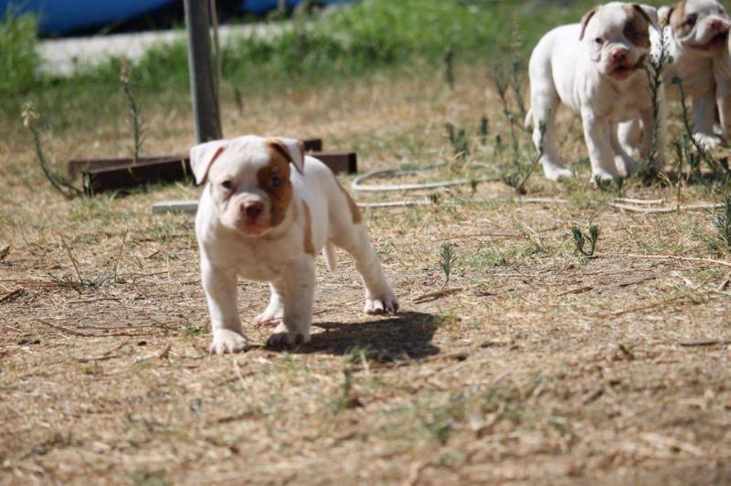 Guero Evolution's NALA | American Bulldog 