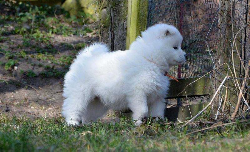 UMA OF FURIO The Glow Of The Snowy Star | Samoyed 