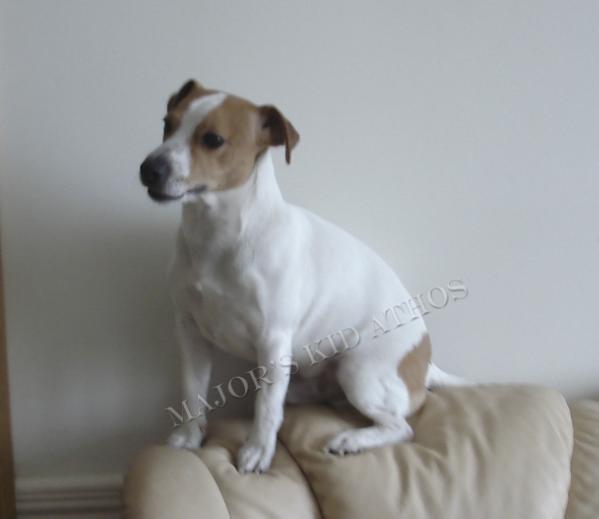 Major's kid Athos | Jack Russell Terrier 