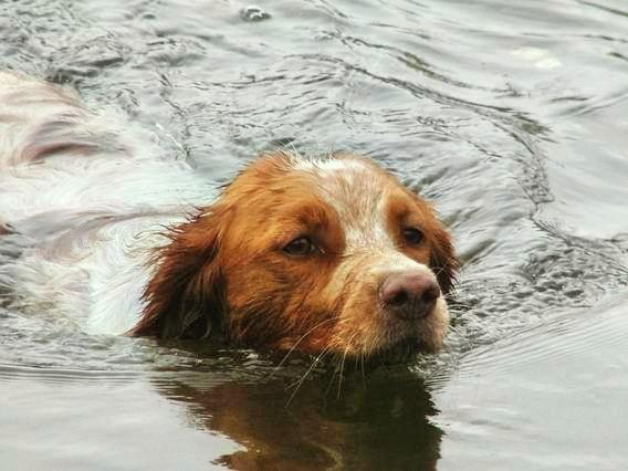 BONI Epaton | Brittany 