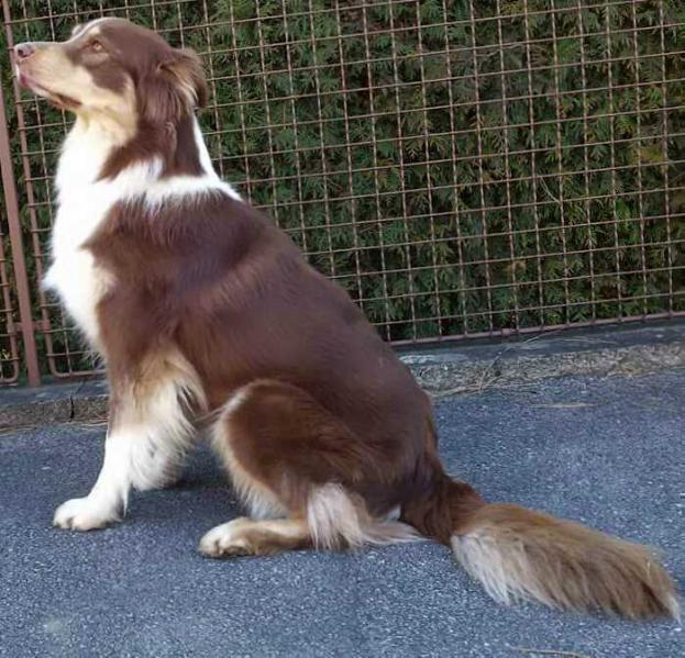 NUSKA OF SHEEMA | Border Collie 