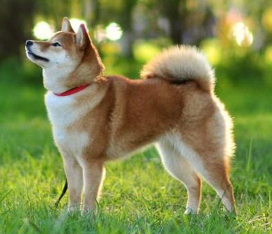 Handzimemesite Chikara-No Tsuei | Shiba Inu 