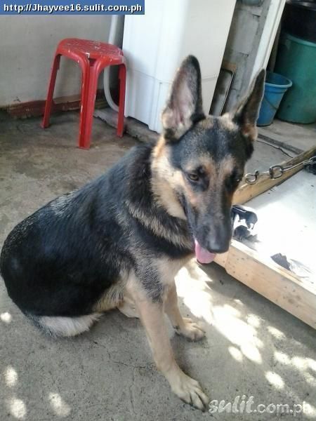 Zenmissie of Alzen Pet | German Shepherd Dog 