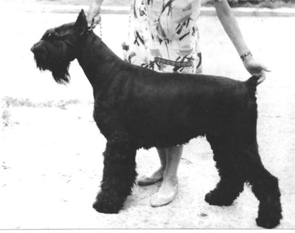 Chepel Alyay Bridzhi | Giant Schnauzer 