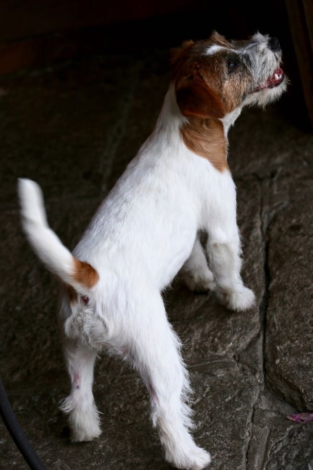 All Jacks Xenophon | Jack Russell Terrier 