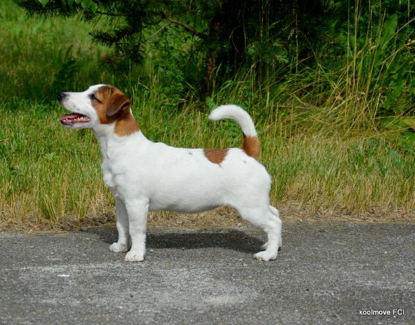 Bumsingens Eep | Jack Russell Terrier 