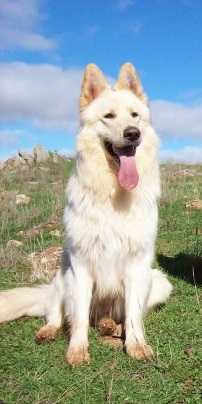 Ladyhawke Kimba | White Swiss Shepherd Dog 