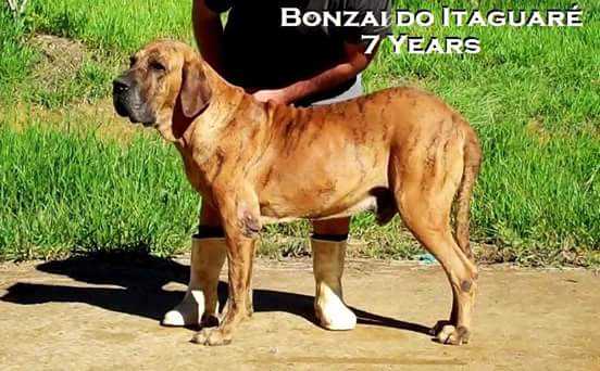 Bonzai do Itaguaré | Fila Brasileiro 