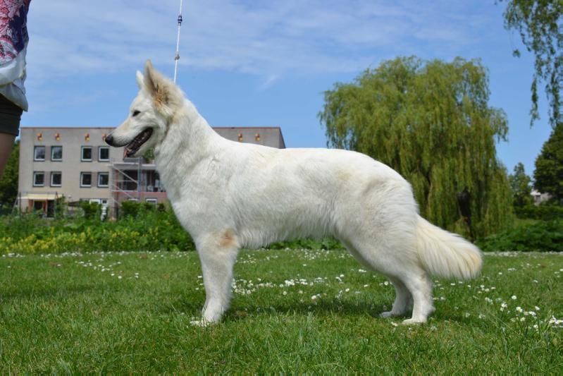 Neene de la Tour de Babel | White Swiss Shepherd Dog 