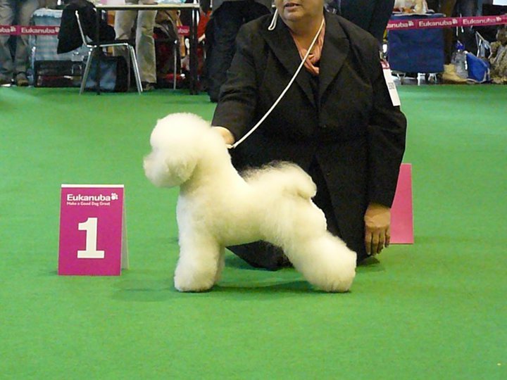 Groomline's Most Delicious Marabou | Bichon Frise 