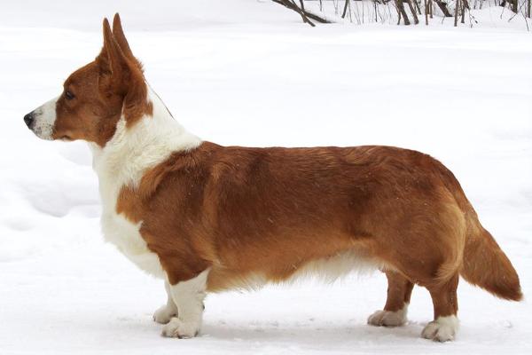 Zamok Svyatogo Angela Sofia | Cardigan Welsh Corgi 