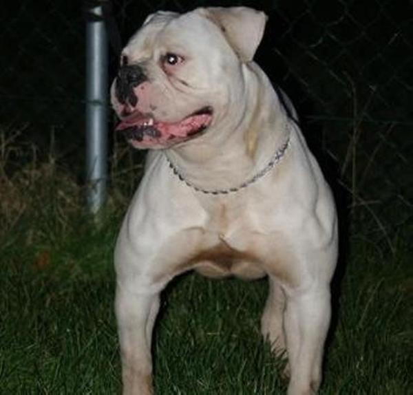 Rebel County's Ella of Ostergaards | American Bulldog 