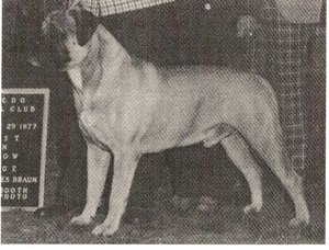 Roleki's Sampson of Waterbury | Bullmastiff 