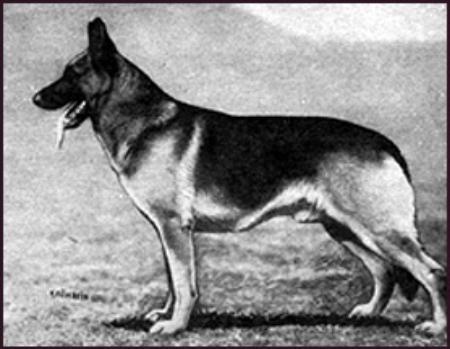 Harras vom Glockenbrink | German Shepherd Dog 