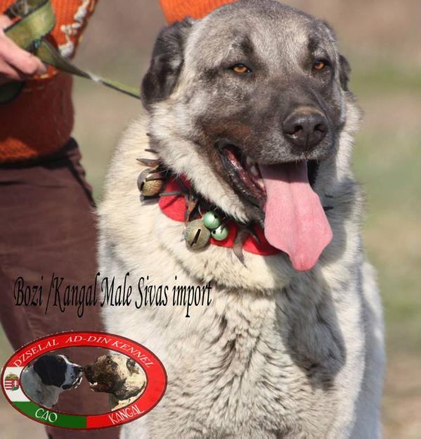 Bozi [Khangal Male] | Kangal 