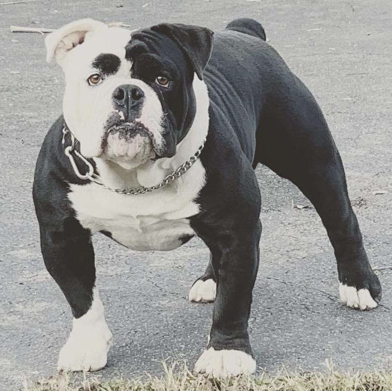 AAB Echo | Olde English Bulldogge 