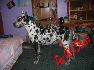 Sugar Baby Doll Von Poehill | Great Dane 