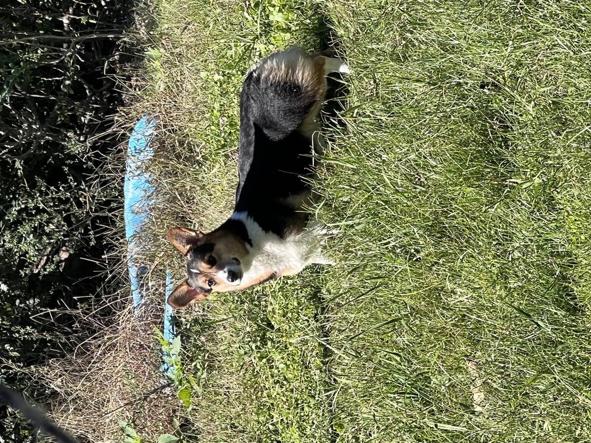 Cpt Jack Sparrow | Pembroke Welsh Corgi 