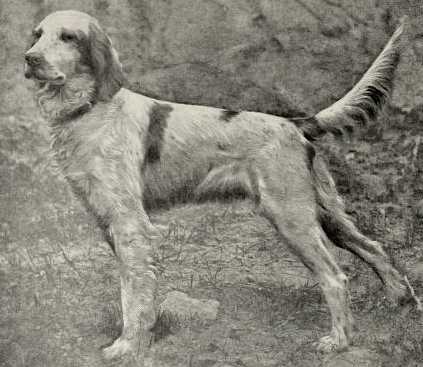 Cowley's Rodfield's Pride (Rodfield x Sport's Belle) | English Setter 