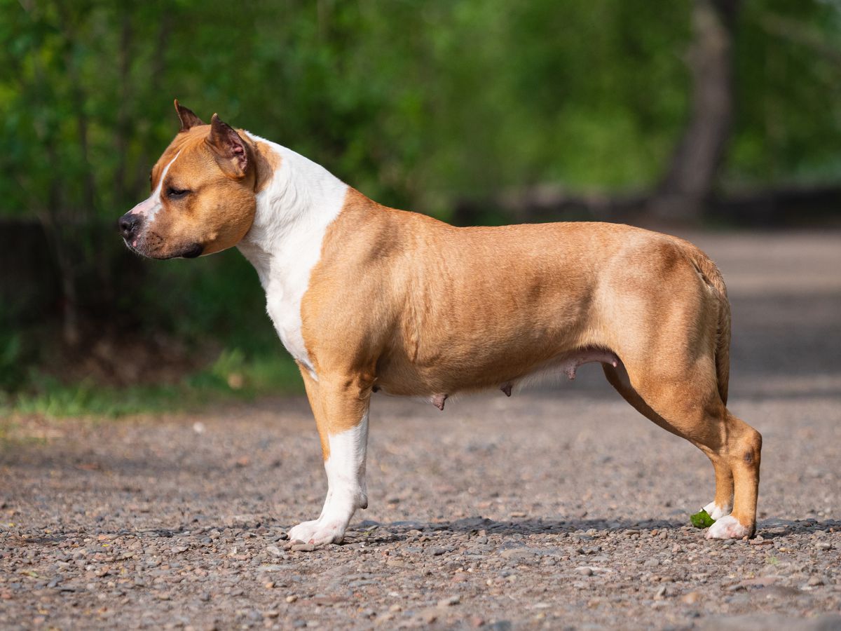 MOYA ODA CHERI LADY | American Staffordshire Terrier 