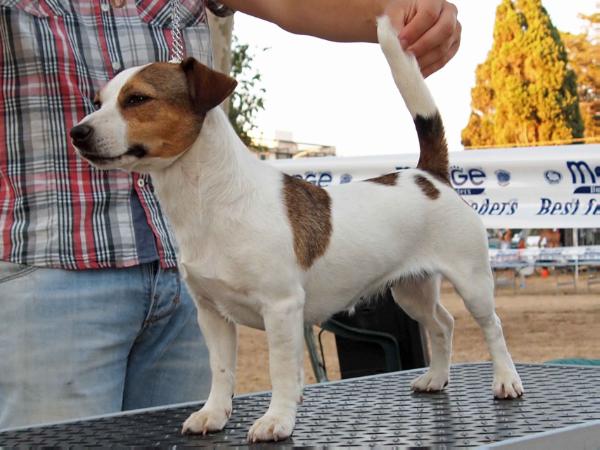 La Violetta Jack Bonny | Jack Russell Terrier 