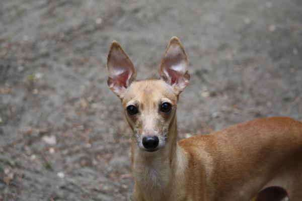 Gobi of Tiglash Pileser | Italian Greyhound 