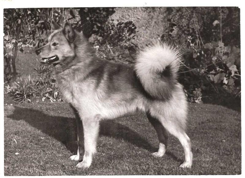 Cullabine TOPHUNTER TOMMI | Finnish Spitz 