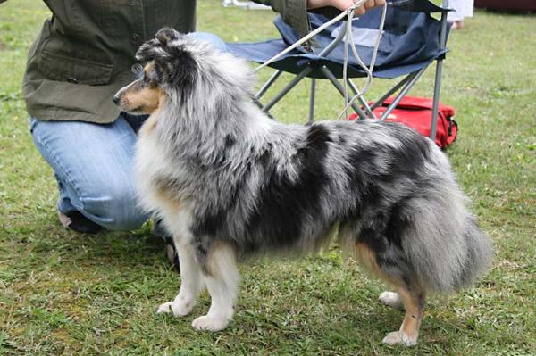 Comedy's Blue Buffy | Shetland Sheepdog 