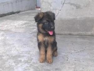 Dick vom tiennguyen | German Shepherd Dog 