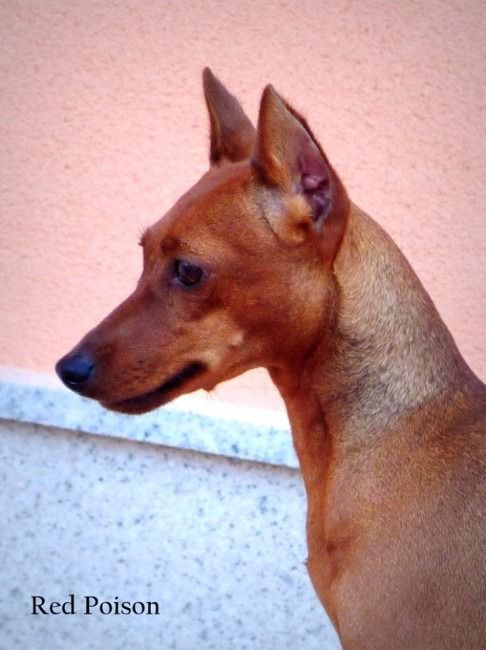 Victoria De La Estribera | Miniature Pinscher 